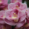 saragrace225